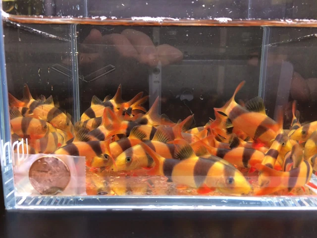 Clown Loach (Chromobotia macracantha) - Live Freshwater Fish PACK OF 3