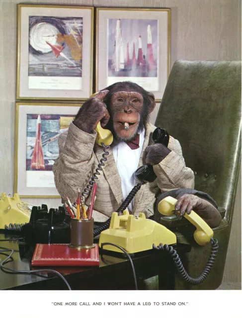 Monkey w/ 3 phones busy Business Art 1 Vintage Photo Page RARE Chimp Chat 60's