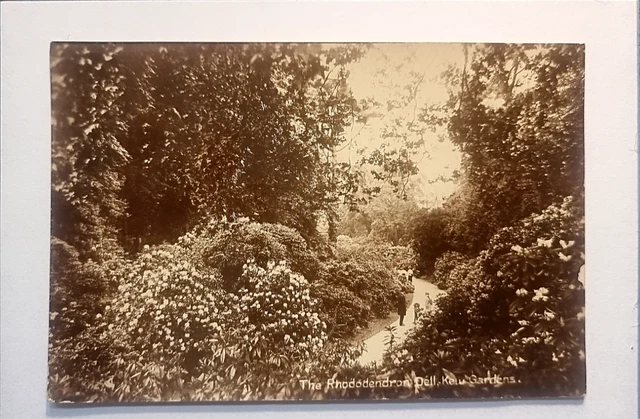 Kew Gardens Postkarte C1910 echtes Foto Rhododendron Dell Richmond London Vororte