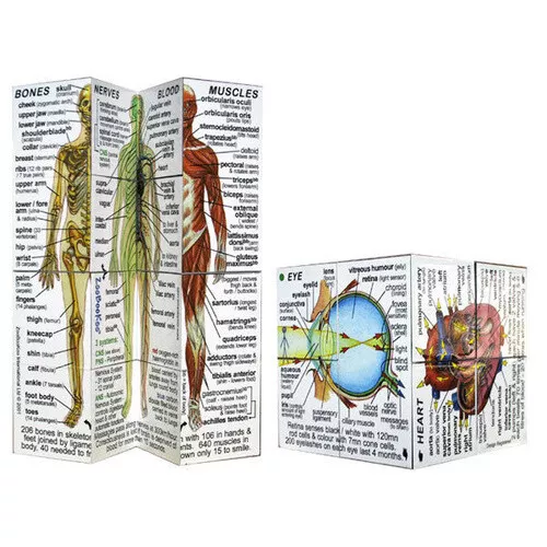 ZOOBOOKOO HUMAN BODY Educational KIDS CUBE BOOK Homeschool SCHOOL Learn ANATOMY