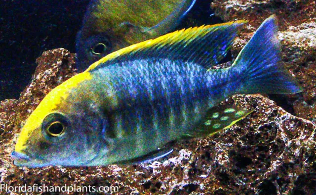 Sulfer head Peacock, Aulonocara  Maylandi Cichlid, Guaranteed