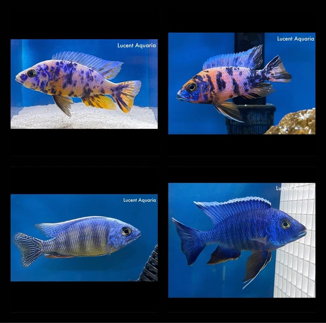 (LOT OF 2) Assorted 1.5-2" Unsexed Hap and Peacock African Cichlids