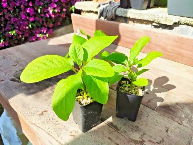 Phytolacca Dioica plant Ombù tree albero bottiglia bonsai caudex SUD AMERICA