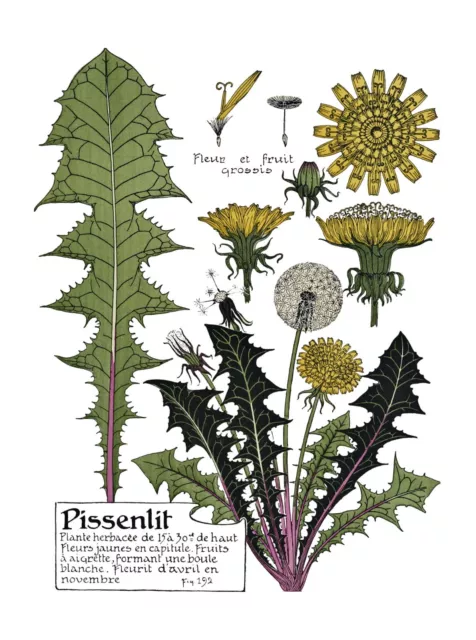 dandelion vintage detailed botanical illustration poster wall art