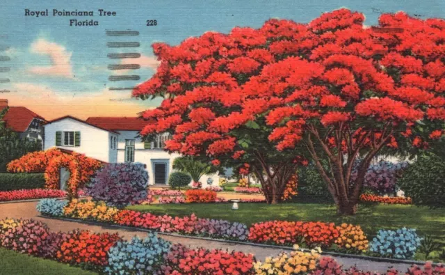 Vintage Postcard 1961 Royal Poinciana Tree Red Flowers Blooms Florida Nature FL