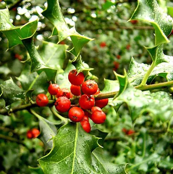 Ilex aquifolium - ENGLISH HOLLY - 20 Seeds