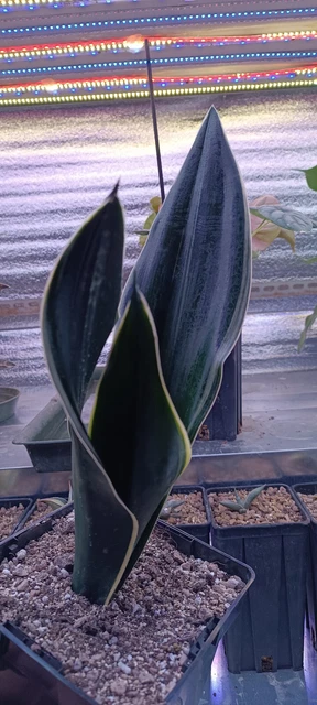 Sansevieria Black Diamond - (Leggere Dettagli / Read Information)