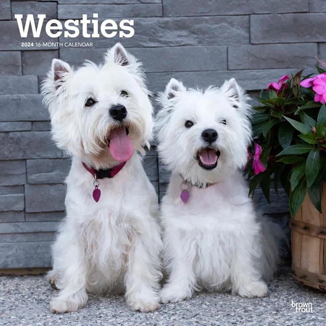 2024 CALENDAR WEST Highland White Terriers 16Mth Square Wall
