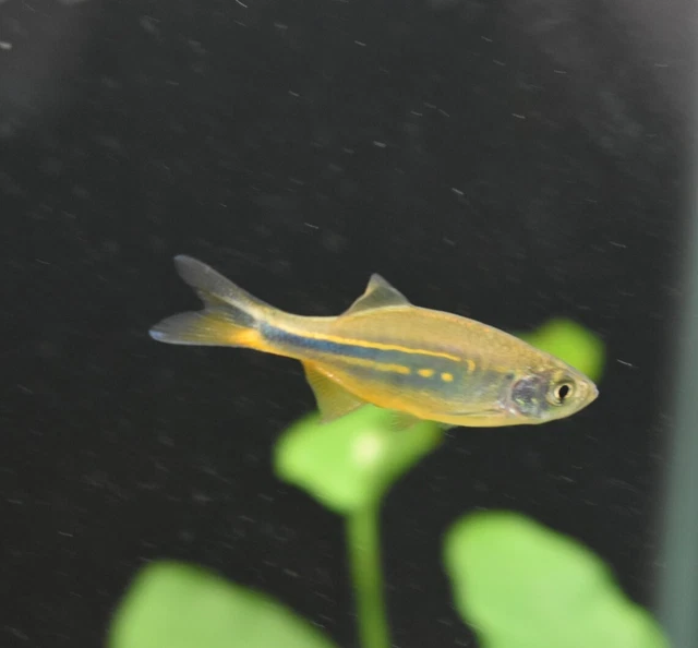 Live Giant Danio (Pack of 2 Freshwater Aquarium Fish) *PLS READ DESCR* 7