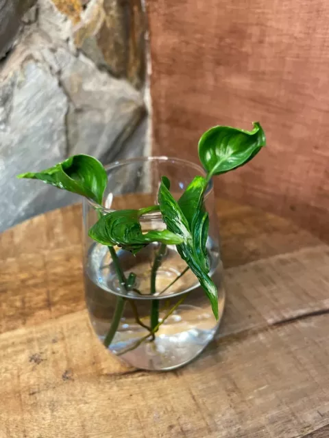 Epipremnum Aureum 'Shangri La' - 4 cuttings