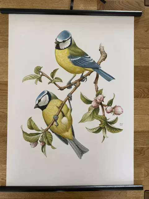 Blaumeise Meise  Vögel Vogel Singvögel   Rollkarte  Schulwandkarte 50 cm x 70 cm