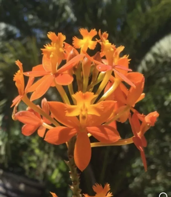 ORANGE CRUCIFIX Orange Epidendrum Orchid plant - 2 Cuttings