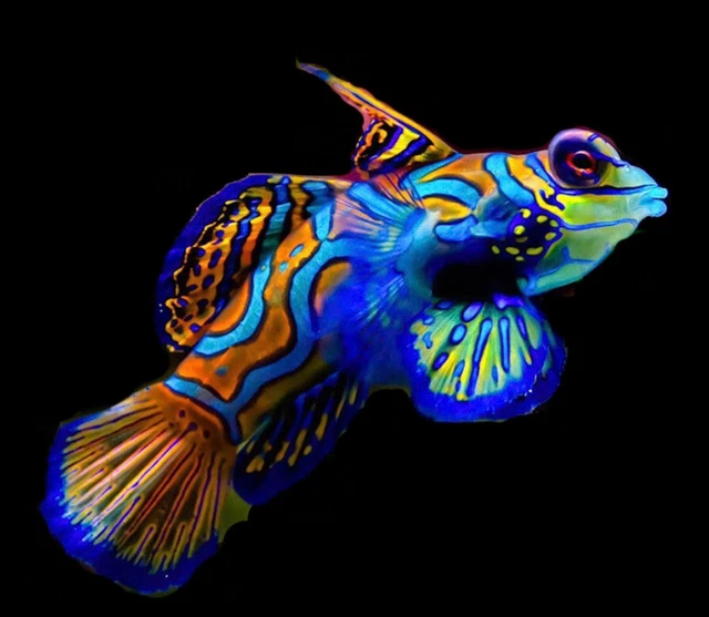 2Lot Green Mandarin Goby's Live Saltwater Aquarium!  *FREE SHIPPING* FISH/REEF