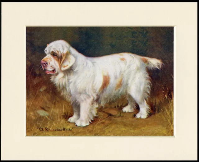Clumber Spaniel Vintage Champion Dog Lovely Art Print Mounted Ready To Frame