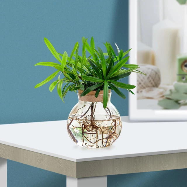 Vaso Di Propagazione In Vetro Per Piante – Terrario Idroponico Per Radici E Talee – Root