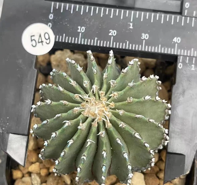 Boutique Cactus Succulent Live Plant Geohintonia mexicana WYSIWYG Own Root