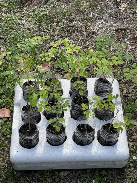 Moringa Oleifera Plant  14” Tall Drumstick/Horseradish/1 Yr Old Plant