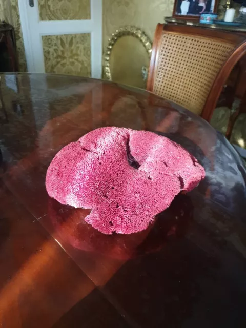 Corail Rouge Tubipora Musica Ile Salomon 26cm Coquillage marine curiosité