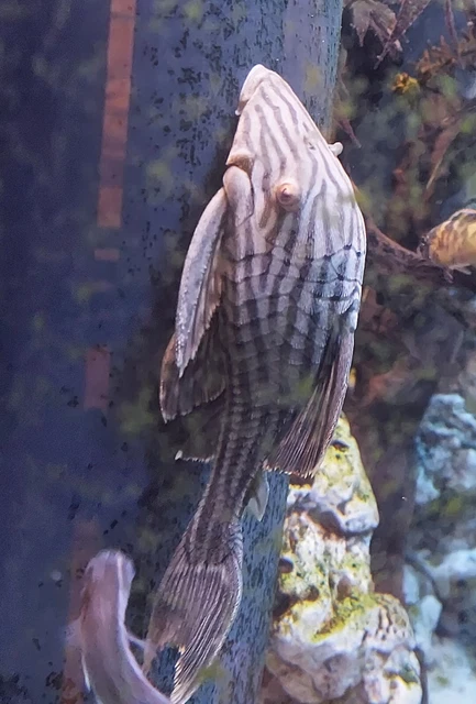 Royal pleco 6" in length - live tropical fish - Wild Caught