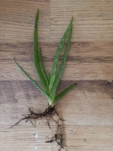Aloe vera rooted plant ( approx 10" + roots)