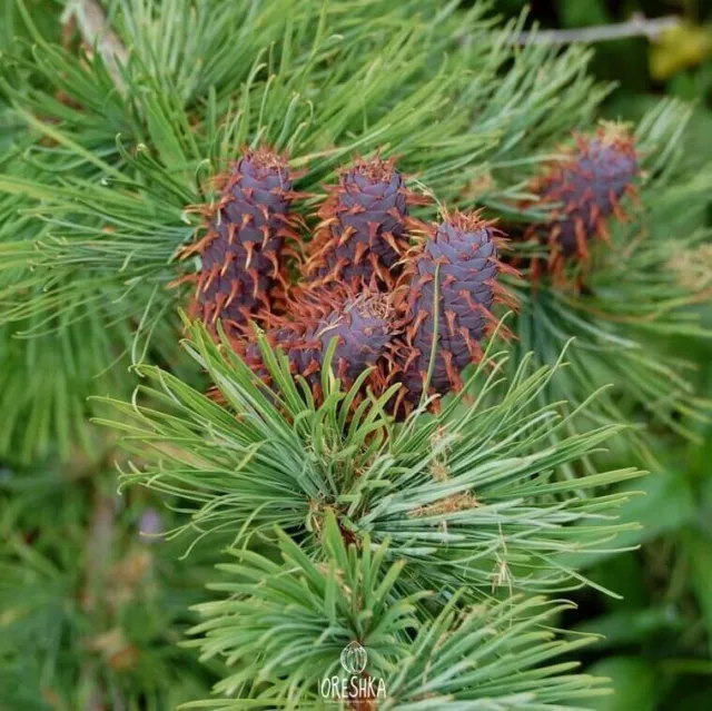 Larix griffithii 30 PCS fresh seeds, Sikkim larch tree conifer, Larix