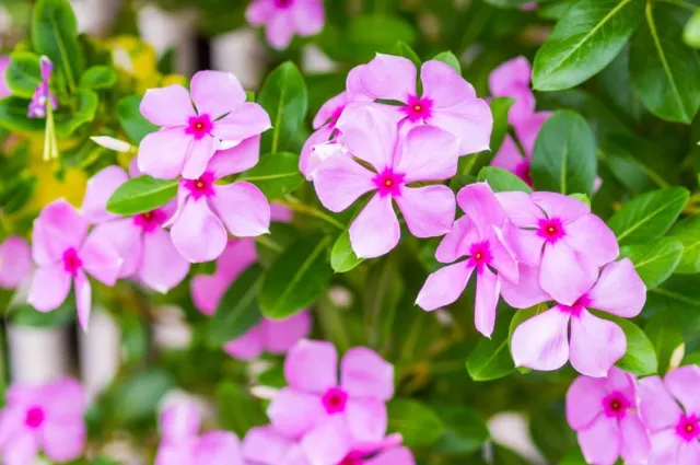 Vinca Periwinkle Dry Catharanthus Roseus Organic Herb Spices Fresh Pure Premium