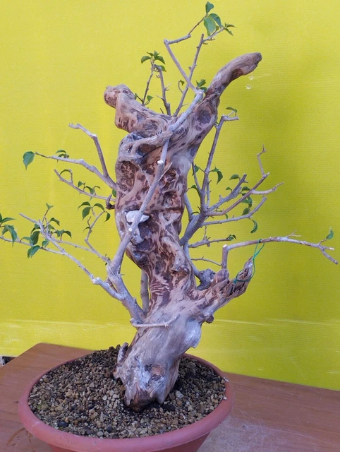 Bouganvillea Sanderina Alberello - Pianta Con Fiori Rosa, Vaso 14 Cm, Altezza 50-70 Cm - Foto 10