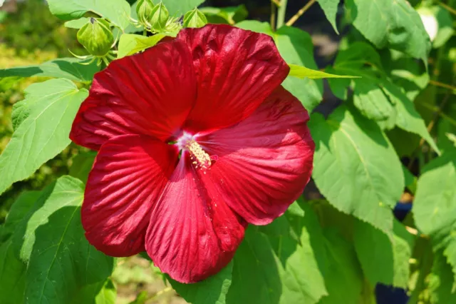 SAMEN schöner RIESEN-HIBISCUS mit faszinierenden roten, großen Blüten