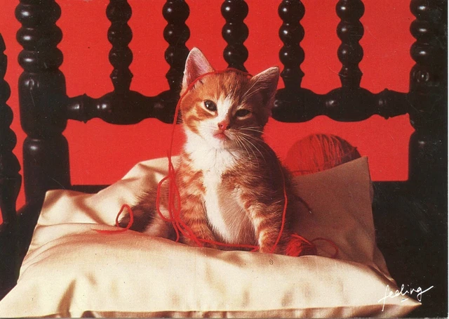 Cpsm / Carte Postale / Chat / Cat // Photo A. Deimling / The Image Bank