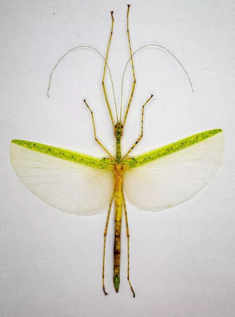 Phasmidae - Stick Insect - Phasmidae sp - Tapah Hills, Cameron Highlands (PH98)