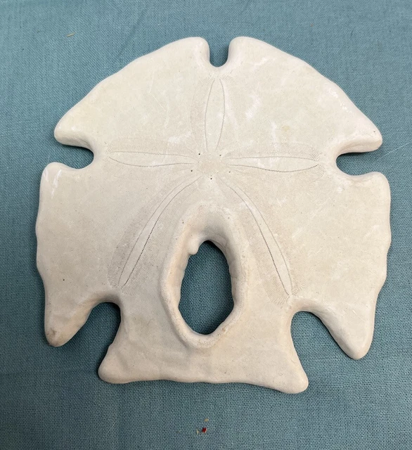 Collectible Mexican Arrowhead Sand Dollar Shabby Chic Home Bathroom Decoration