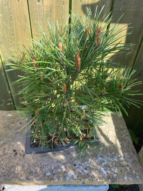 Bonsai Tree  White Pine With Age Potential Scots