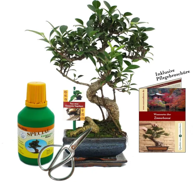 Geschenkset Bonsai "Ficus" - Chinesischer Feigenbaum - ca. 6 Jahre alt - Anfänge