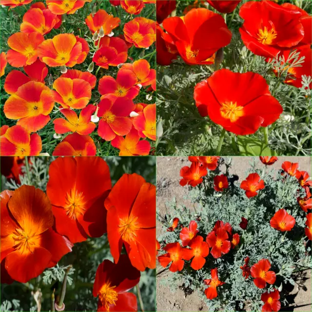 CALIFORNIAN POPPY RED CHIEF-SCARLET RED 155+Seeds FLOWERS Beautiful GARDEN