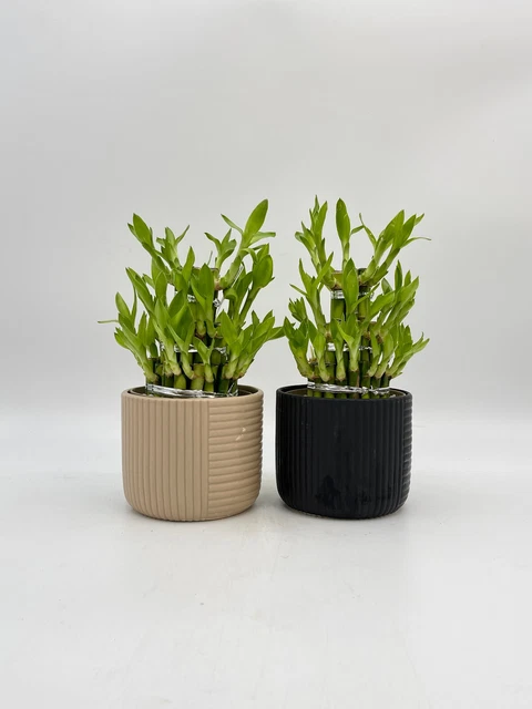 Dracaena Sanderiana, Water Big Bamboo Plants in 12 cm diameter pot