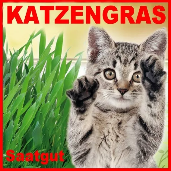 1x XL Katzengras Saatgut Minze Hauskatze Weidel - Lieschgras Vitamine Grünfutter