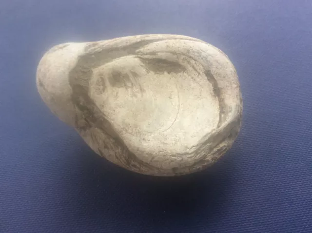 Rock Fossil Yorkshire Coast Jurassic Gryphaea Arcuate Devils Toenail 60 mm Lot12