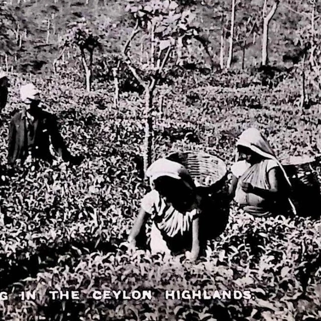 TEA PICKING CEYLON Sri Lanka Highlands Early Pre-1948 RPPC Postcard ...