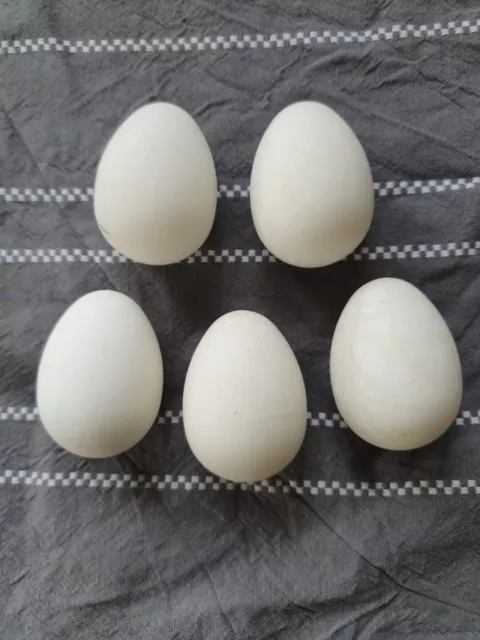 5 X White Egg Shaped Stone