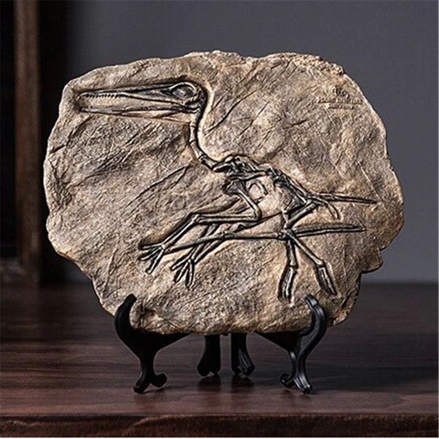 Framed Fossil & Teeth Collection - Dinosaur Era, 45-70 Million Years Old, From Morocco