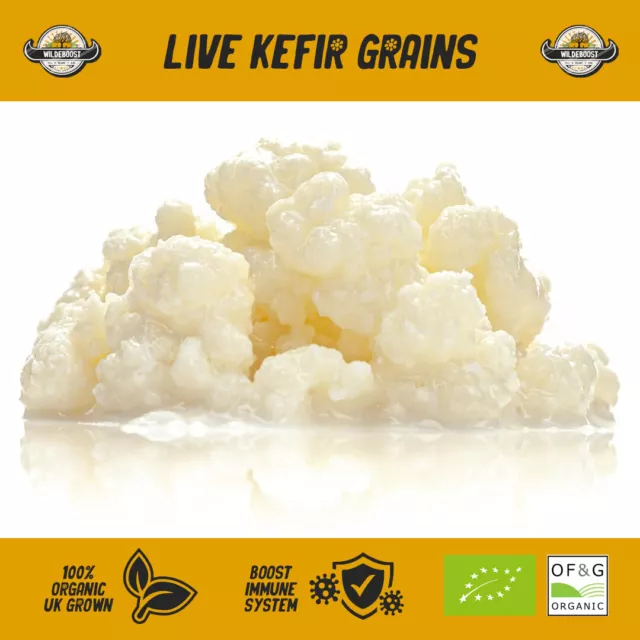 Live Natural Kefir Grains Grown in Organic Cows Milk | Probiotic, Gut Health