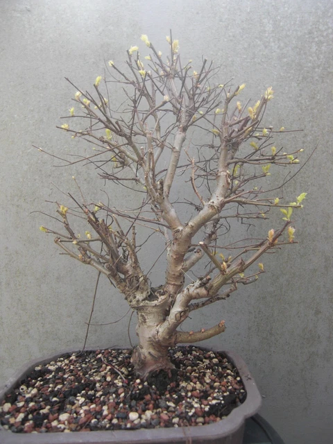 Bonsai Feldulme    Ulmus minor