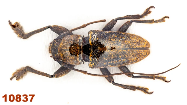 Cerambycidae: Lamiinae sp.  A2, 17 mm, 1 pc
