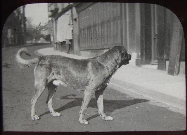 Glass Magic Lantern Slide DOG CALLED TUSK DATED 1893 VICTORIAN PHOTO