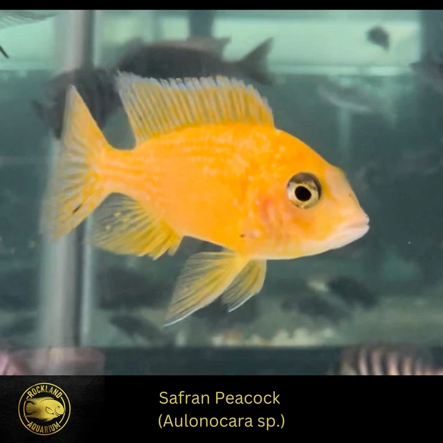 Safran Peacock - Saffron - Aulonocara sp. - Live Fish (1.75" - 2")