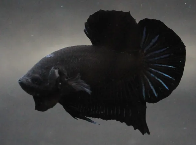 Live Betta Fish Pet Plakad Fancy Rare Super Black Male Aqua Premium Breed Boy AA