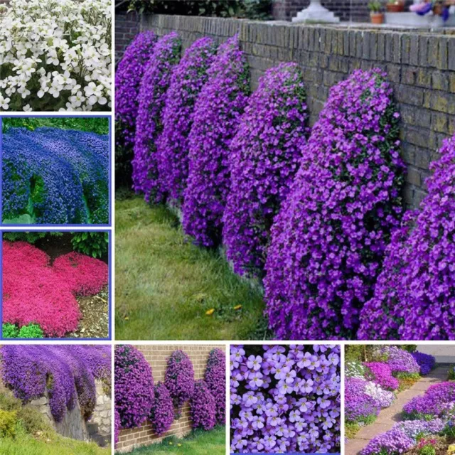 SEMI FIORI AUBRIETA AUBREZIA NANA GIARDINO AIUOLE VASO TERRAZZO SEEDS SEMILLAS f