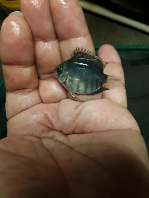 Rainbow Severum Cichlid 1.5" Unsexed 3