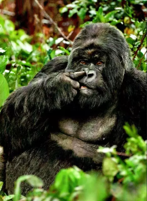 AVANTI GORILLA PICKING HIS NOSE BIRTHDAY GREETING CARD New w/ Envelope Humor CF3