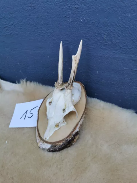 Nr. 15 Rehbock Geweih Gehörn Trophäe Deko Jagd Trophäenschild